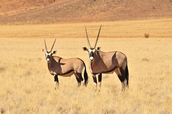 Gemsboks (Oryx gazella) in the high grass of the Namib Rand Nature Reserve, Namib Desert, Namibia, Africa