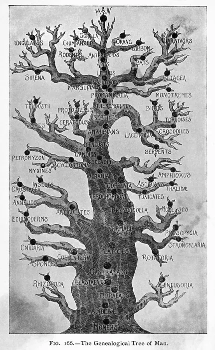 Framed Print : Geneological Tree Of Man Framed Print : Geneological Tree Of Man