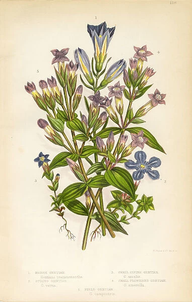 Gentian, Felwort (Gentiana pneumonanthe), Victorian Botanical Illustration