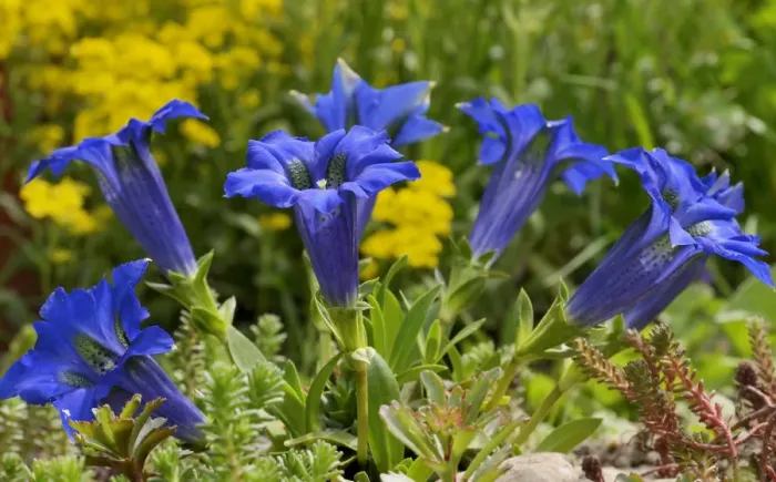 Framed Print : Gentian -Gentiana clusii- in a rock garden Framed Print : Gentian -Gentiana clusii- in a rock garden