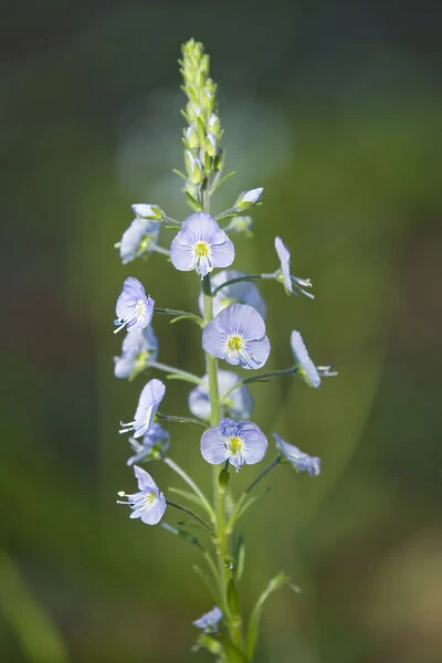 Gentian Speedwell -Veronica gentianoides-, flowering, Thuringia, Germany