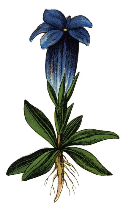 Framed Print : Gentiana acaulis, the stemless gentian Framed Print : Gentiana acaulis, the stemless gentian