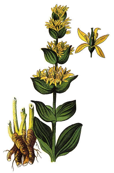 Gentiana lutea, the great yellow gentian
