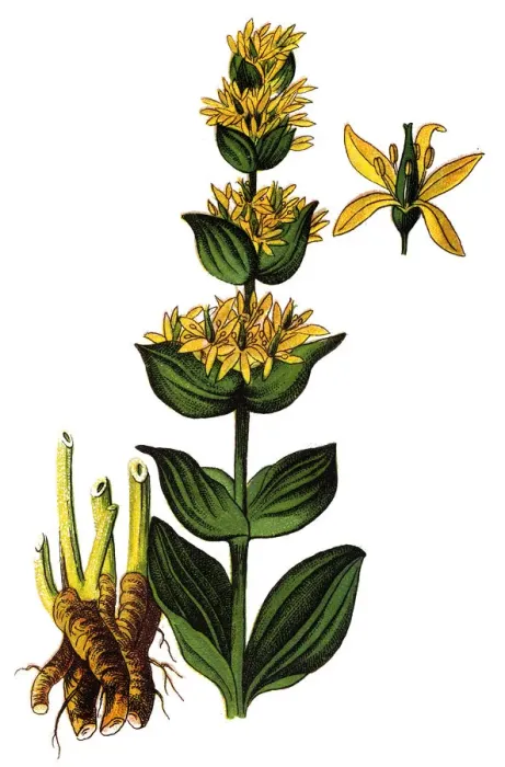 Framed Print : Gentiana lutea, the great yellow gentian Framed Print : Gentiana lutea, the great yellow gentian