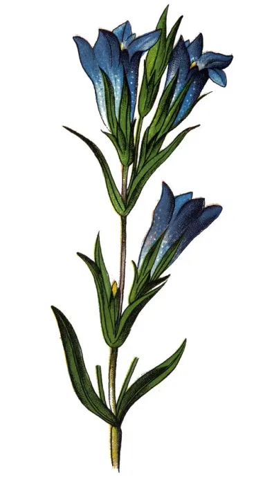 Framed Print : Gentiana pneumonanthe, the marsh gentian Framed Print : Gentiana pneumonanthe, the marsh gentian