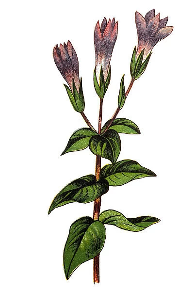 Gentianella germanica, Chiltern gentian