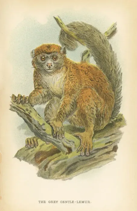 Framed Print : Gentle lemur primate 1894 Framed Print : Gentle lemur primate 1894