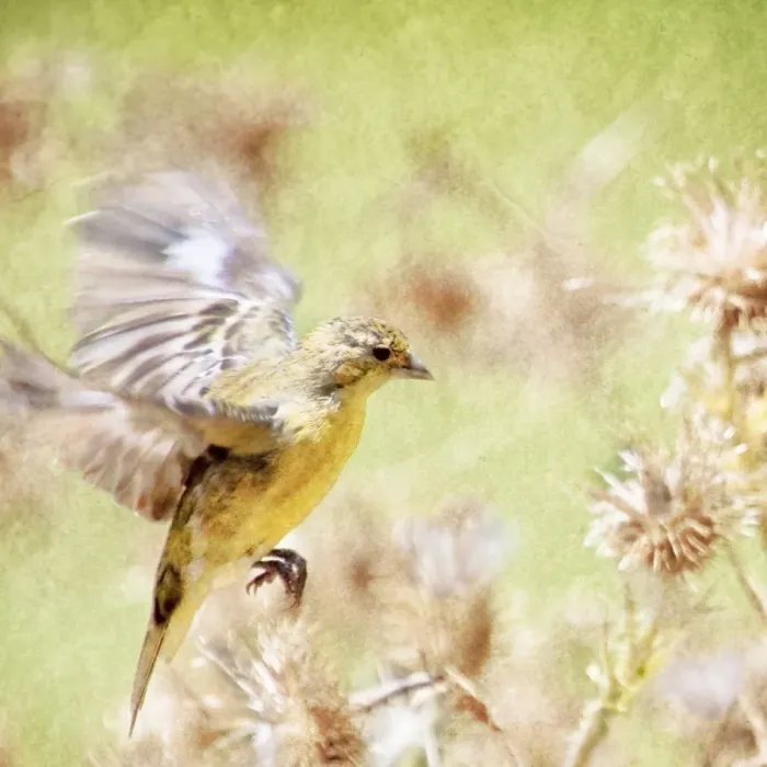 Framed Print : Gentle Serenity! A Goldfinch in Flight Framed Print : Gentle Serenity! A Goldfinch in Flight