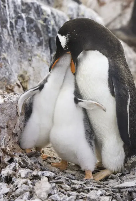 Framed Print : Gentoo penguin feeding chicks, Antarctic Pen Framed Print : Gentoo penguin feeding chicks, Antarctic Pen