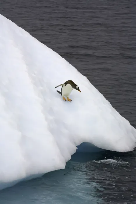 Framed Print : Gentoo penguin on iceberg, Antarctic Peninsula Framed Print : Gentoo penguin on iceberg, Antarctic Peninsula