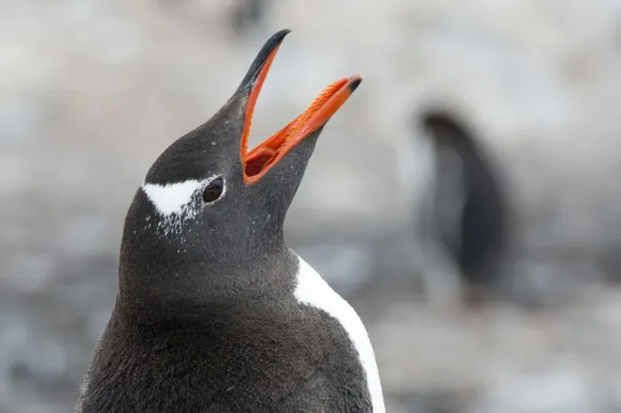 Framed Print : Gentoo Penguin -Pygoscelis papua- calling, portrait, Cuverville Island, Antarctic Peninsula, Antarctica Framed Print : Gentoo Penguin -Pygoscelis papua- calling, portrait, Cuverville Island, Antarctic Peninsula, Antarctica