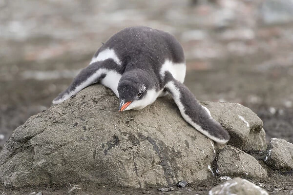 Gentoo Penguin -Pygoscelis papua- chick in downy feathers, asleep, cooling off, Barrientos Island, Aitcho Islands, Sudliche Shetlandinseln, Antarctica