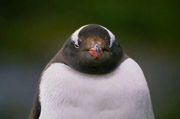 Gentoo penguin (Pygoscelis papua), close-up