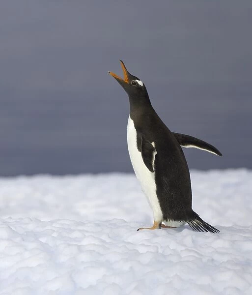 Gentoo penguin vocalizing, Antarctic Peninsula