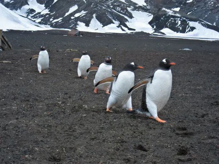 Framed Print : Gentoo penguins Framed Print : Gentoo penguins