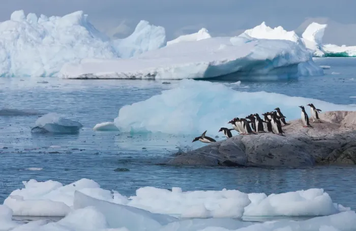 Framed Print : Gentoo penguins, Antarctica Framed Print : Gentoo penguins, Antarctica