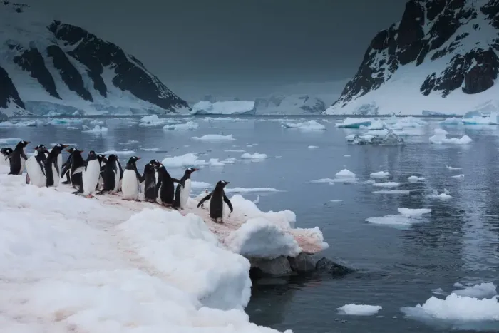 Framed Print : Gentoo penguins, Antarctica Framed Print : Gentoo penguins, Antarctica