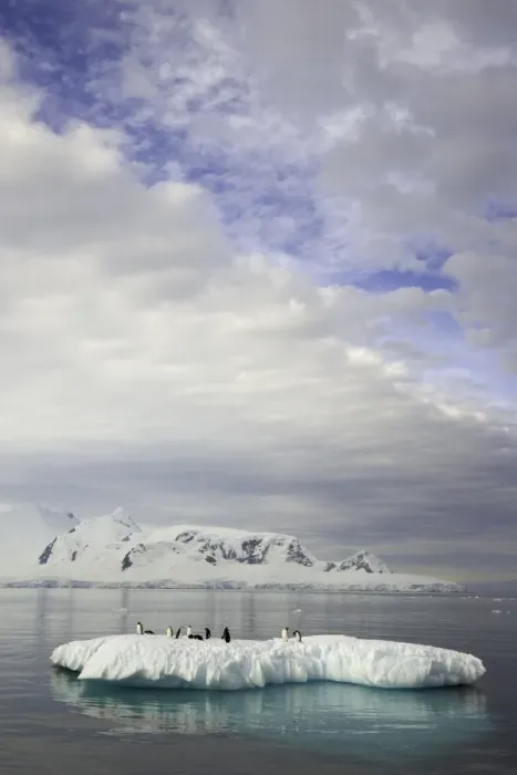 Framed Print : Gentoo penguins on ice floe, Antarctic Pen