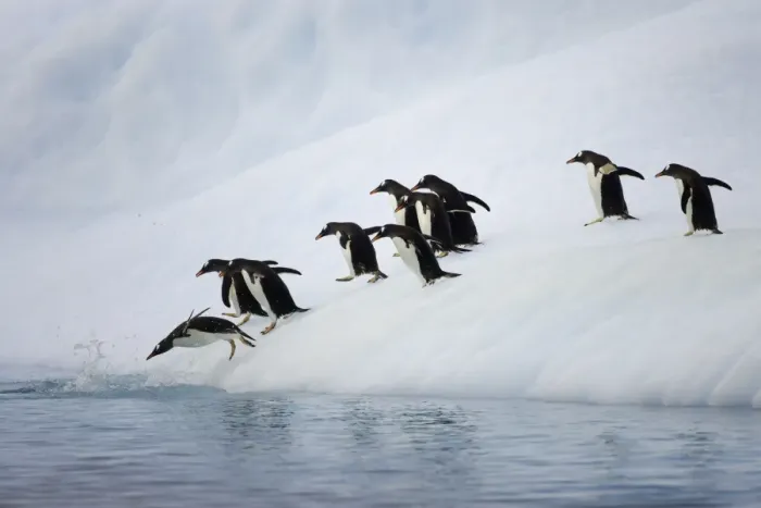 Framed Print : Gentoo penguins on iceberg, Antarctic Peninsula Framed Print : Gentoo penguins on iceberg, Antarctic Peninsula