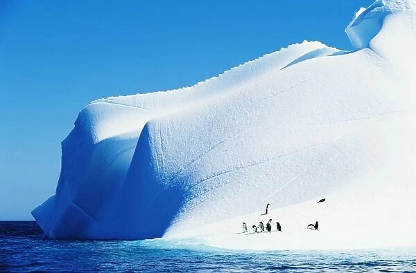 Gentoo penguins (Pygoscelis papua) on iceberg