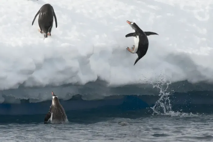 Framed Print : Gentoo Penguins -Pygoscelis papua- jumping out of the water onto an ice floe, Antarctic Peninsula, Antarctica