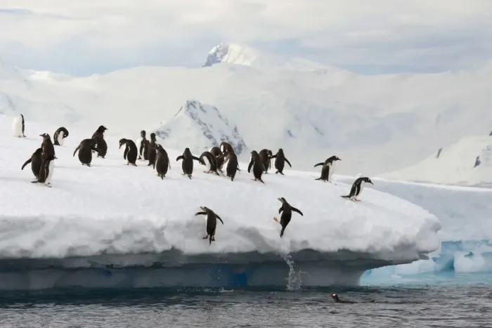 Framed Print : Gentoo Penguins -Pygoscelis papua- jumping out of the water onto an ice floe, Antarctic Peninsula, Antarctica Framed Print : Gentoo Penguins -Pygoscelis papua- jumping out of the water onto an ice floe, Antarctic Peninsula, Antarctica