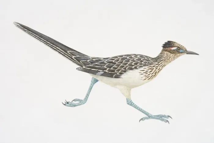 Framed Print : Geoccyx californianus, running Greater Roadrunner, side view Framed Print : Geoccyx californianus, running Greater Roadrunner, side view