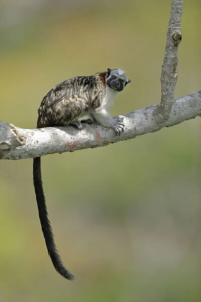 Geoffroys tamarin (Saguinus geoffroyi)