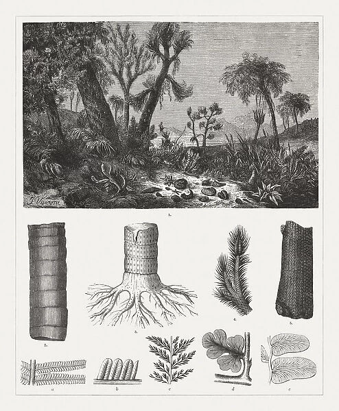 Geologic period Carboniferous, wood engravings, published 1894