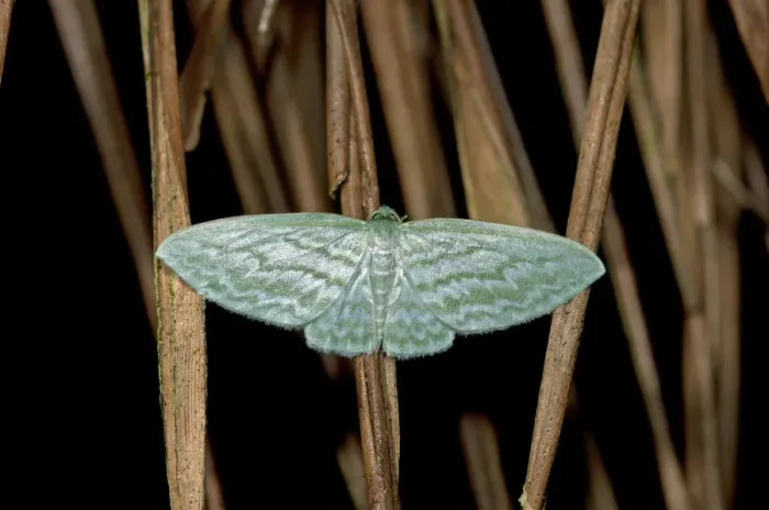 Framed Print : Geometer moth -Geometridae-, Tandayapa region, Andean cloud forest, Ecuador, South America