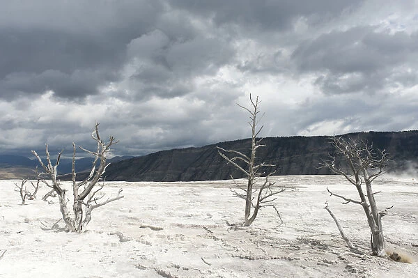 Geomorphology, limestone sinter terraces, dead trees, Canary Spring, Main Terrace, Mammoth Hot Springs, Yellowstone National Park, Wyoming, USA, United States of America, North America