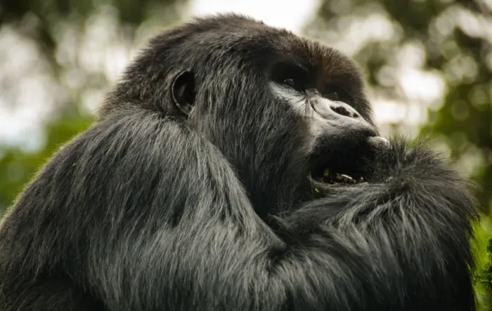Framed Print : George, Silverback Mountain Gorilla Framed Print : George, Silverback Mountain Gorilla