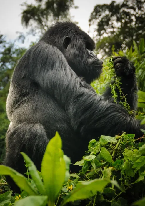 Framed Print : George, Silverback Mountain Gorilla Framed Print : George, Silverback Mountain Gorilla