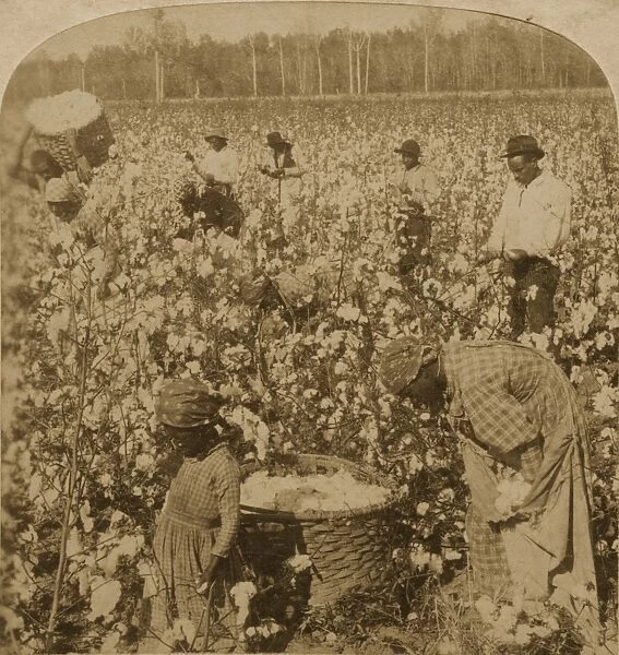 Georgia Cotton Plantation