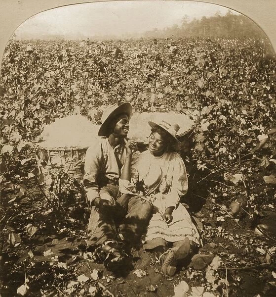 Georgia Cotton Plantation