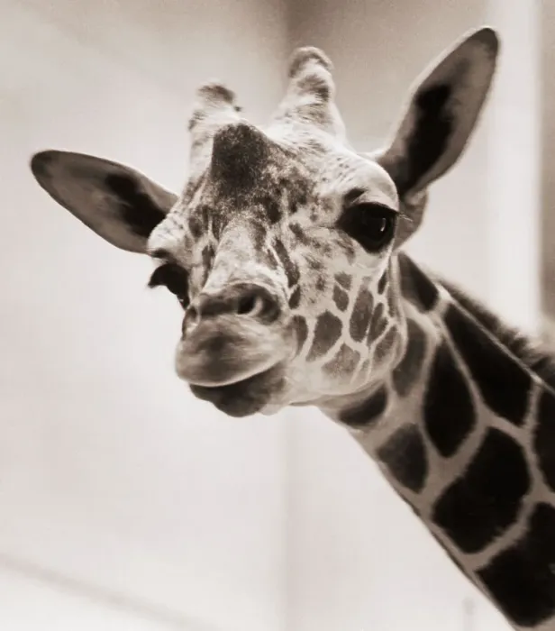 Framed Print : Georgie the Giraffe at Toledo Zoo Framed Print : Georgie the Giraffe at Toledo Zoo