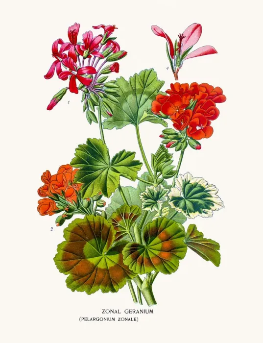 Framed Print : Geranium flower