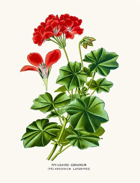 Framed Print : Geranium flower Framed Print : Geranium flower