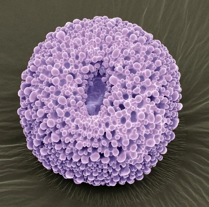 Framed Print : Geranium pollen, SEM