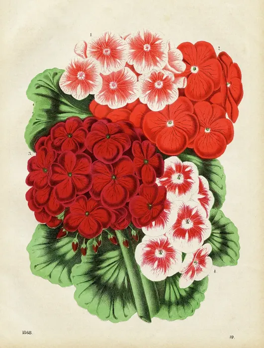 Framed Print : Geraniums Chromolithograph 1868 Framed Print : Geraniums Chromolithograph 1868