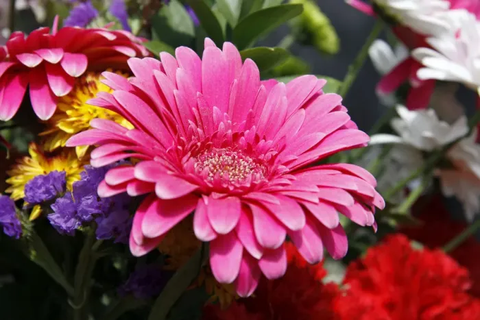Framed Print : Gerbera -Gerbera- Framed Print : Gerbera -Gerbera-