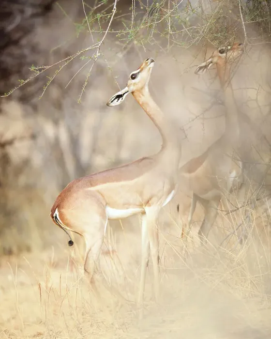 Framed Print : Two Gerenuk Feeding in Golden Light in Samburu, Kenya Framed Print : Two Gerenuk Feeding in Golden Light in Samburu, Kenya