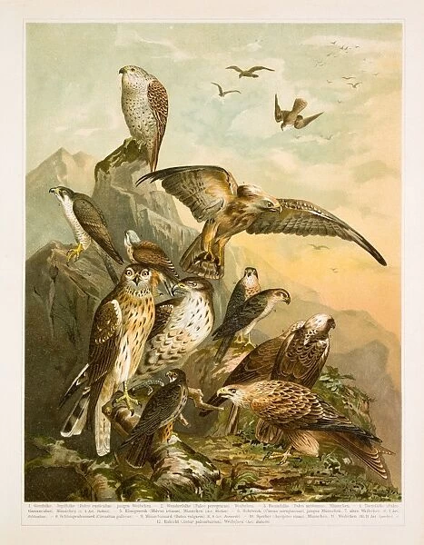 German birds of prey lithograph 1896