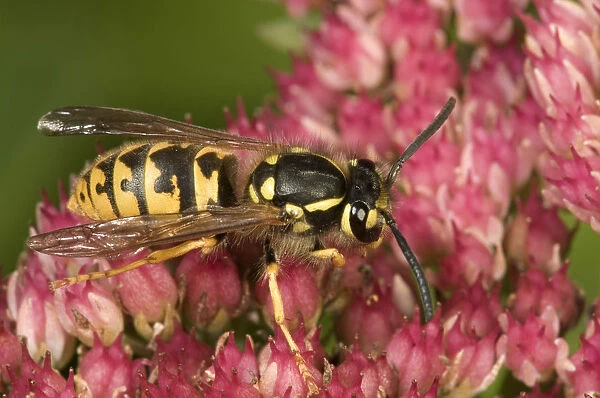 German or European wasp -Vespula germanica-, on Stonecrop -Sedum telephium-, Untergroenigen, Baden-Wuerttemberg, Germany, Europe