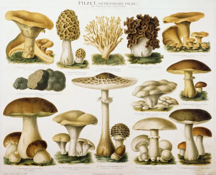 Framed Print : German Illustration of Edible Fungi Framed Print : German Illustration of Edible Fungi