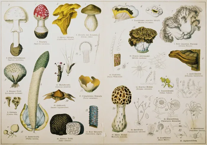 Framed Print : German Illustration of Fungi Framed Print : German Illustration of Fungi