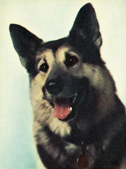 Framed Print : German Shepherd Framed Print : German Shepherd