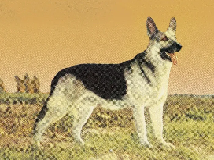 Framed Print : German Shepherd Framed Print : German Shepherd