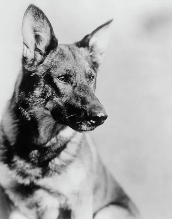 Framed Print : German Shepherd from The Adventures of Rin Tin Tin Framed Print : German Shepherd from The Adventures of Rin Tin Tin