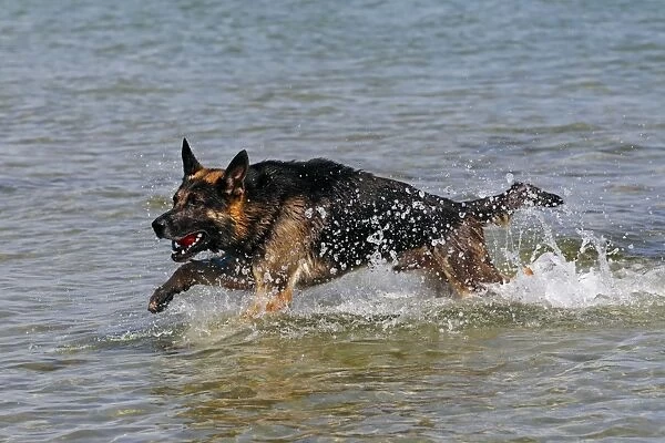 German Shepherd Dog (Canis lupus familiaris), retrieving a ball from the water